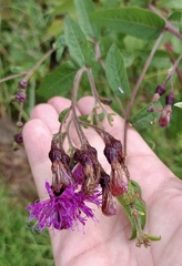 Vernonia missurica