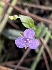 Murdannia spirata parviflora