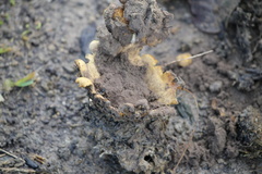 Scleroderma polyrhizum