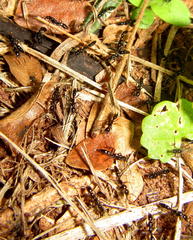 Leptogenys intermedia