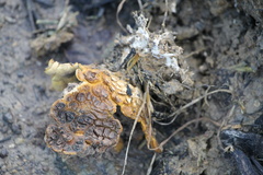 Scleroderma polyrhizum