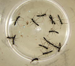 Leptogenys intermedia