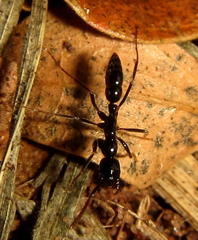 Leptogenys intermedia