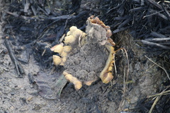 Scleroderma polyrhizum