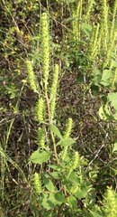 Iva annua