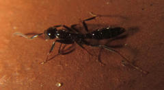 Leptogenys intermedia