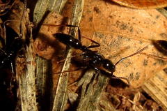 Leptogenys intermedia