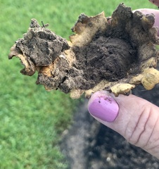Scleroderma polyrhizum