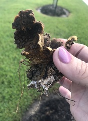 Scleroderma polyrhizum