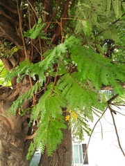 Cenostigma eriostachys