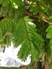 Cenostigma eriostachys