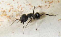 Camponotus eugeniae