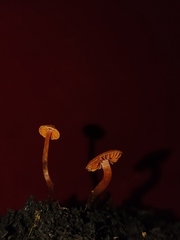 Hygrocybe