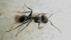 Camponotus eugeniae