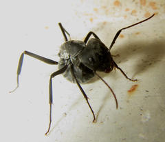 Camponotus eugeniae