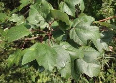 Acer rubrum