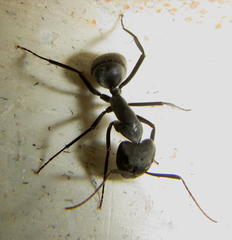 Camponotus eugeniae