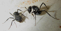 Camponotus eugeniae