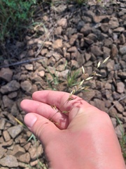 Arrhenatherum elatius