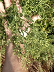 Baccharis halimifolia
