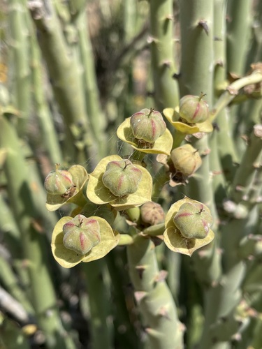 Image of Euphorbia dregeana by (c) Matt Berger, some rights reserved (CC BY)