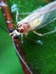 Stenopsocus immaculatus