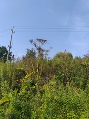 Heracleum sosnowskyi