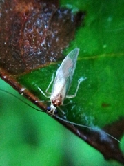 Stenopsocus immaculatus