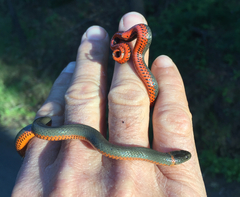 Diadophis punctatus vandenburgii