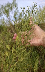 Baccharis halimifolia