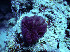 Hexabranchus sanguineus