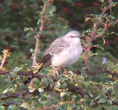 Mimus polyglottos