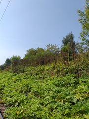 Heracleum sosnowskyi