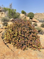 Crassula brevifolia