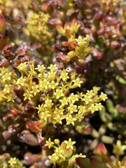 Crassula brevifolia