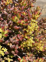 Crassula brevifolia