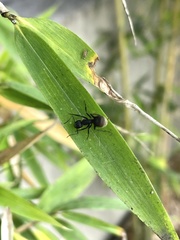 Camponotus mus