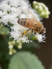 Apis mellifera
