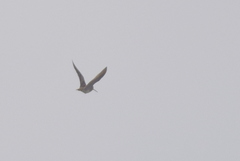Gallinago