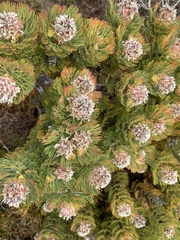 Serruria glomerata × villosa