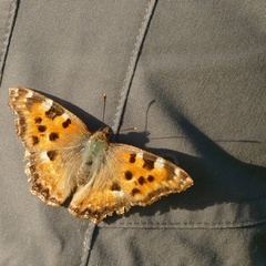 Nymphalis polychloros