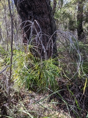 Persoonia longifolia