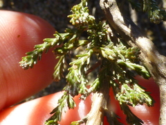 Marasmodes