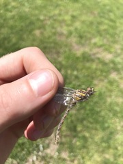 Ophiogomphus susbehcha