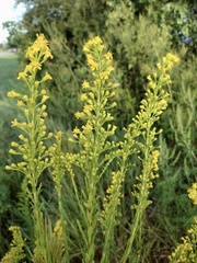 Solidago mexicana