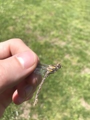 Ophiogomphus susbehcha