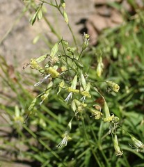 Silene saxatilis