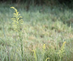 Solidago mexicana