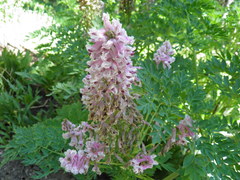 Corydalis caseana
