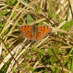 Polygonia c-album